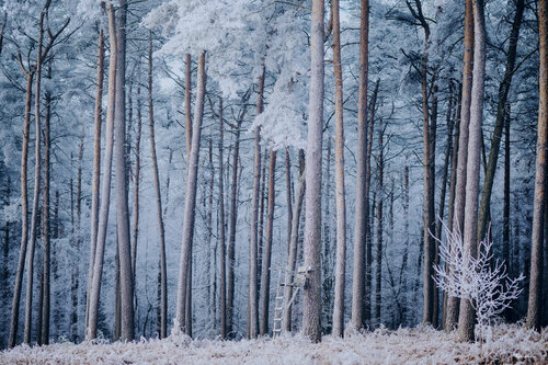 Icy Forest von Björn Hesener, Fotografie kaufen auf Singulart