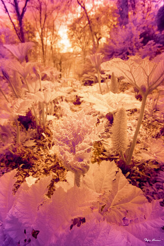 Infrared Garden van Björn Hesener, Fotografie te koop op Singulart