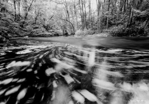 Deep in the Forest von Björn Hesener, Fotografie kaufen auf Singulart