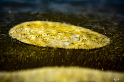The Nature is Gold von Björn Hesener, Fotografie kaufen auf Singulart