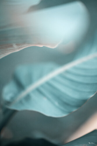 Blatt di Björn Hesener, Fotografia in vendita su Singulart