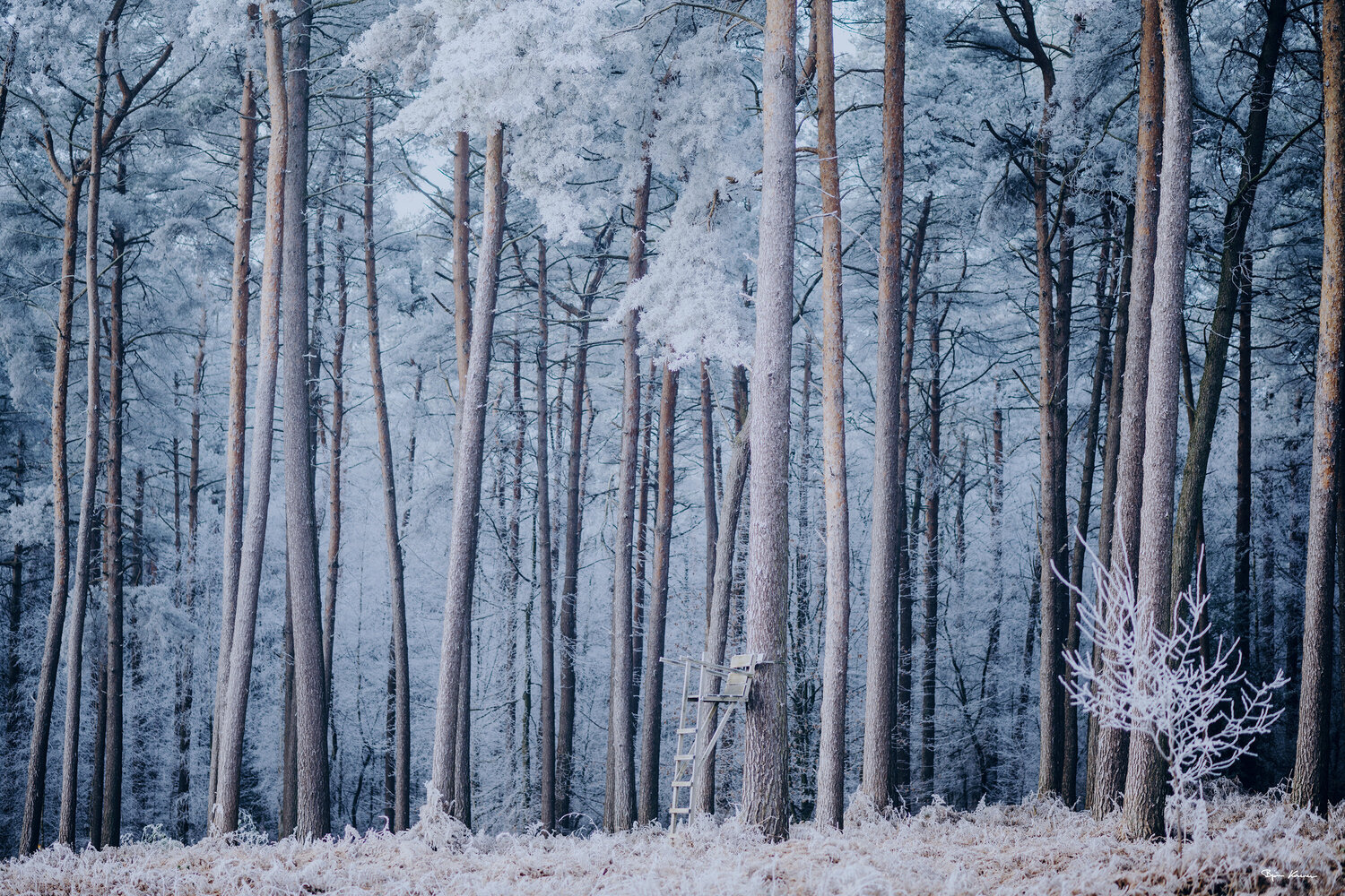 Icy Forest Björn Hesener