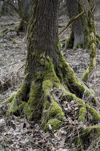 Hühnerfuß 2 van Anna Rona, Fotografie te koop op Singulart