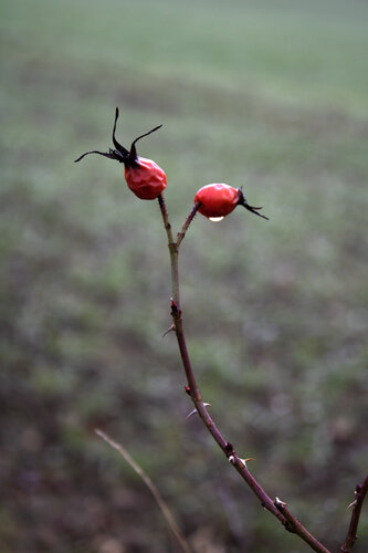 Wildrosenfrucht von Anna Rona, Fotografie kaufen auf Singulart