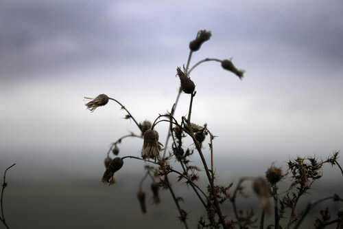 Distel, Erinnerung an einen Spaziergang van Anna Rona, Fotografie te koop op Singulart