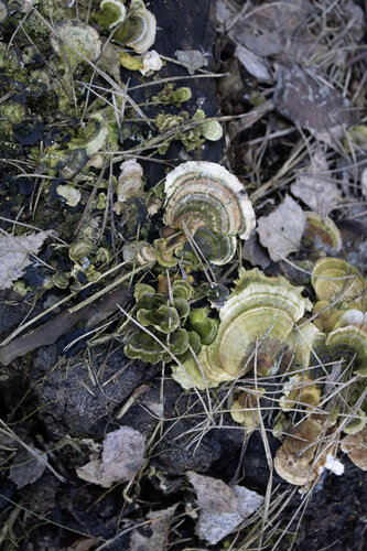 Wald in Okoniny von Anna Rona, Fotografie kaufen auf Singulart