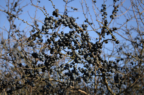 Schlehen von Anna Rona, Fotografie kaufen auf Singulart