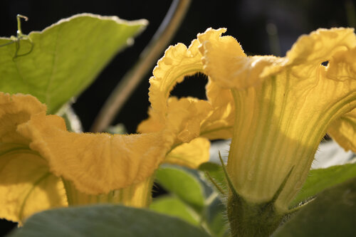 Zucchiniblüten by Anna Rona, 사진 for Sale on Singulart