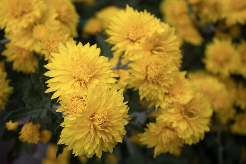 Gartenchrysanthemen von Anna Rona, Fotografie kaufen auf Singulart