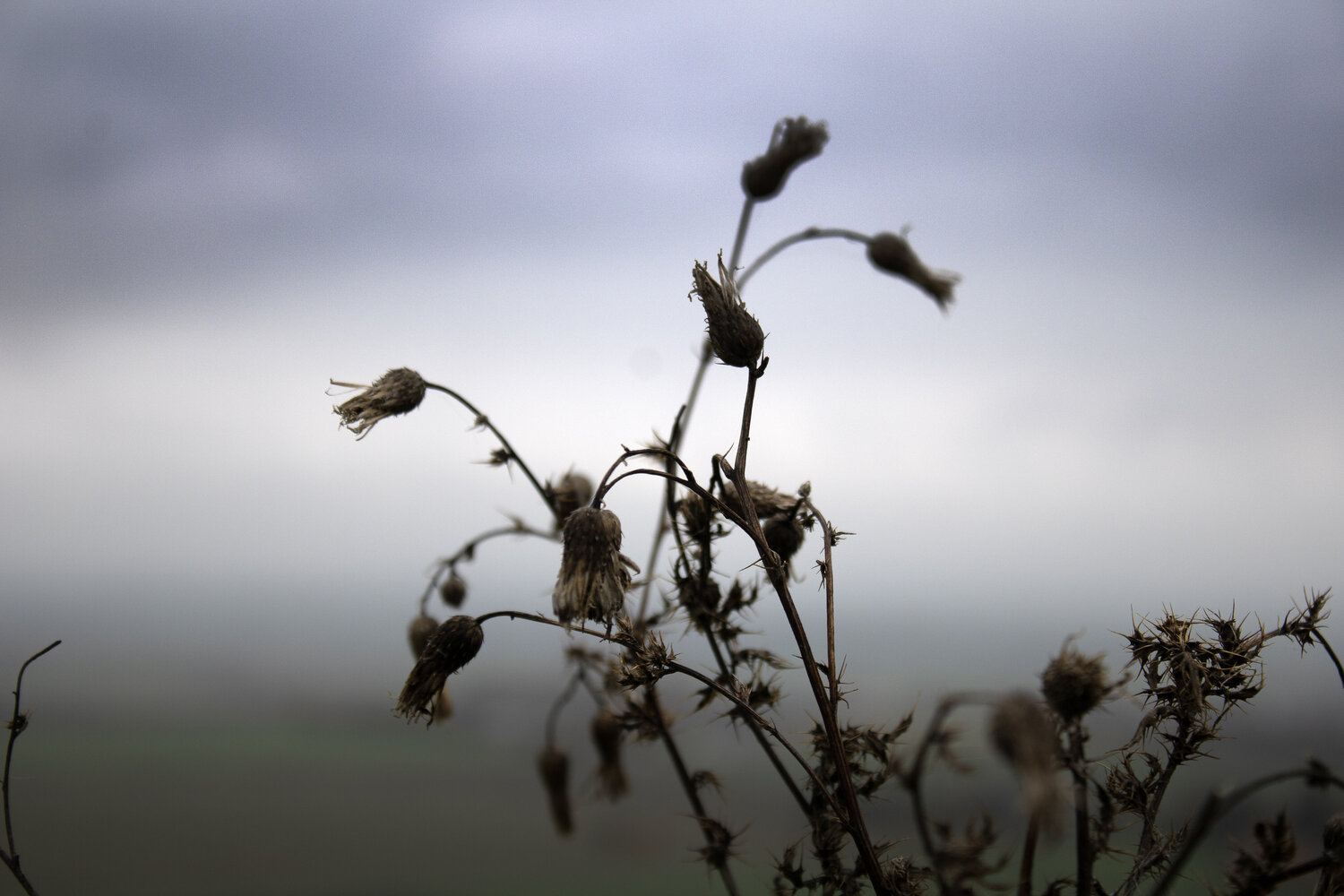 Distel, Erinnerung an einen Spaziergang Anna Rona
