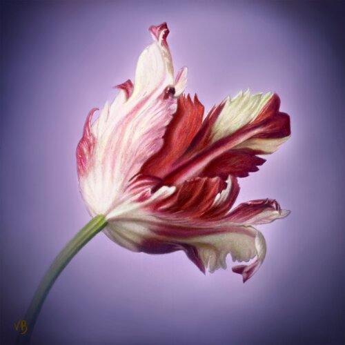 Tulipano pappagallo di Vittorialessia Brunetti, Digitale in vendita su Singulart