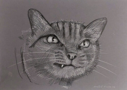 Katzenportrait di Amédé Flum, Pittura in vendita su Singulart