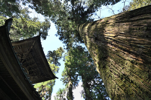 Aspiration 9 (edition 1/25, unframed print) di Anatoliy Anshin, Fotografia in vendita su Singulart