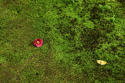 Entokuin Garden 1 di Anatoliy Anshin, Fotografia in vendita su Singulart