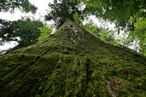 Infinity 17 di Anatoliy Anshin, Fotografia in vendita su Singulart