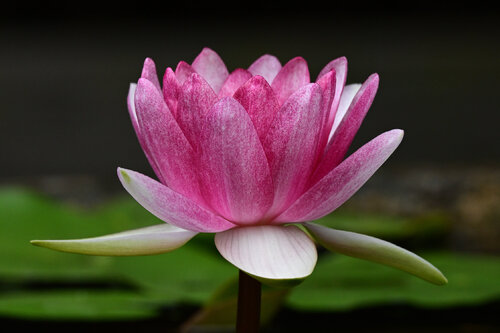 Hokaiji Lotus 2 di Anatoliy Anshin, Fotografia in vendita su Singulart