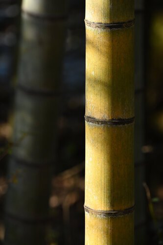 Mampukuji Bamboo van Anatoliy Anshin, Fotografie te koop op Singulart