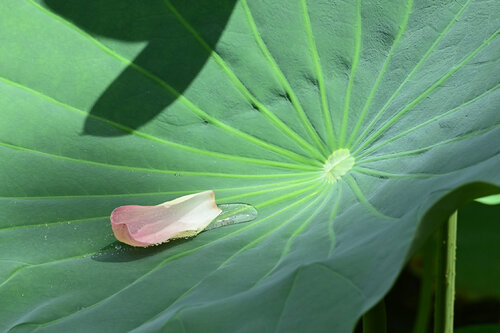 Inner Treasures 2 di Anatoliy Anshin, Fotografia in vendita su Singulart