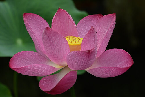 Hasedera Lotus di Anatoliy Anshin, Fotografia in vendita su Singulart