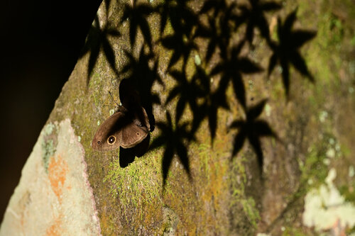 The Ephemeral World von Anatoliy Anshin, Fotografie kaufen auf Singulart