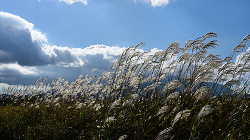 Yamanakako Silvergrass de Anatoliy Anshin, Fotografía a la venta en Singulart