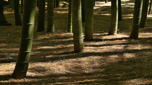 Hokokuji Bamboo 4 Anatoliy Anshin