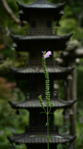The Path by Anatoliy Anshin, Photography for Sale on Singulart