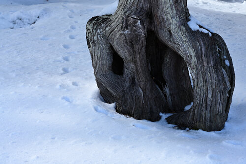 White Fox Anatoliy Anshin