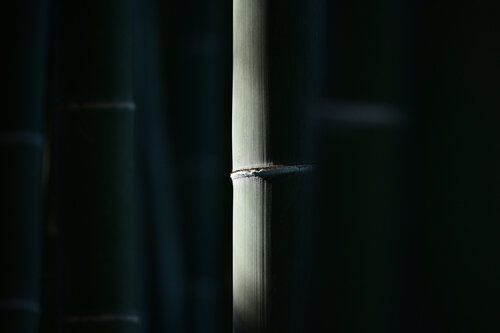 Eishoji Bamboo 3 Anatoliy Anshin