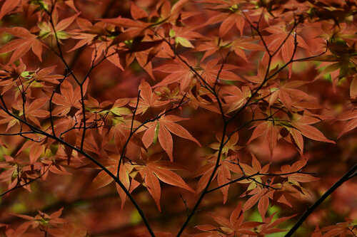Meigetsuin Red Leaves Anatoliy Anshin