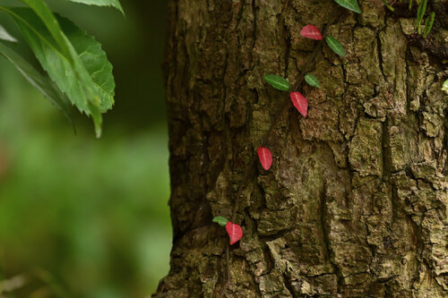 Hokokuji Autumn Leaves 2 Anatoliy Anshin