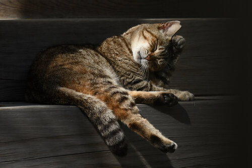 Servant to the Divine de Anatoliy Anshin, Fotografía a la venta en Singulart