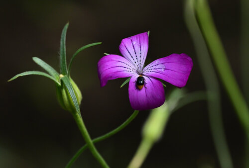 Going One's Own Way 2 Anatoliy Anshin