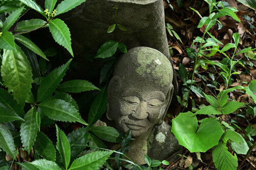 Shining in Adversity van Anatoliy Anshin, Fotografie te koop op Singulart