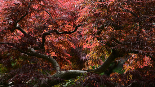 Divine Dynamics 4 par Anatoliy Anshin, Photographie en vente sur Singulart