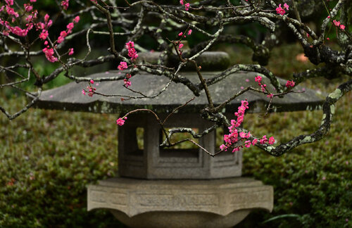 Hasedera Plum Blossom 2 van Anatoliy Anshin, Fotografie te koop op Singulart