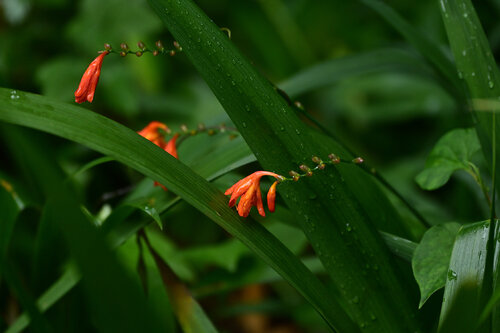 After the Rain in Jochiji par Anatoliy Anshin, Photographie en vente sur Singulart