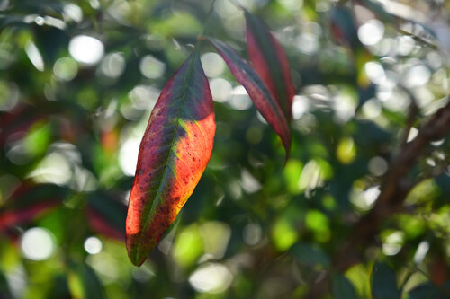 Divine Dynamics 3 by Anatoliy Anshin, Photography for Sale on Singulart