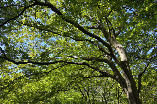 Divine Dynamics 7 Anatoliy Anshin