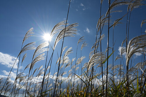 Yamanakako Silvergrass 3 par Anatoliy Anshin, Photographie en vente sur Singulart