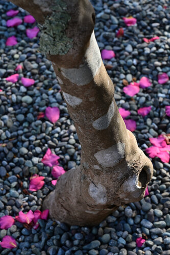 Jochiji Camellia van Anatoliy Anshin, Fotografie te koop op Singulart