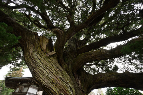 Divine Whirl par Anatoliy Anshin, Photographie en vente sur Singulart