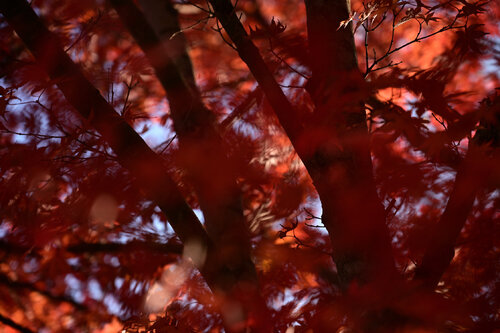 Autumn Abstraction 9 van Anatoliy Anshin, Fotografie te koop op Singulart