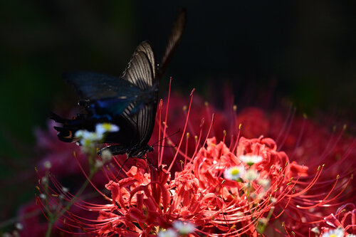 Reaping the Sweetness of the Other Shore Anatoliy Anshin