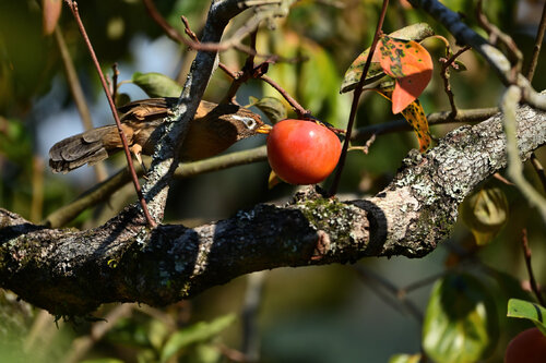 Sweet Autumn par Anatoliy Anshin, Photographie en vente sur Singulart