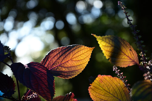 Enoshima Autumn Leaves by Anatoliy Anshin, Photography for Sale on Singulart