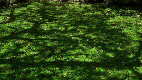 Breaking the Shadowy Cipher di Anatoliy Anshin, Fotografia in vendita su Singulart