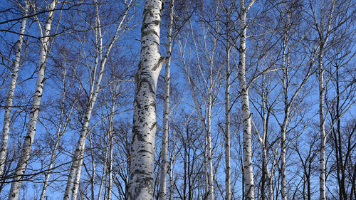 A Winter Day in Furano de Anatoliy Anshin, Fotografía a la venta en Singulart