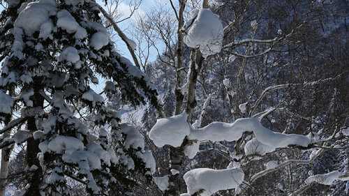 Winter Purity van Anatoliy Anshin, Fotografie te koop op Singulart