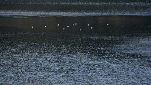 Conversations with Lake Ashinoko 36 von Anatoliy Anshin, Fotografie kaufen auf Singulart